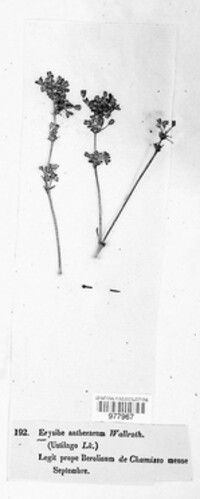 Microbotryum violaceum image